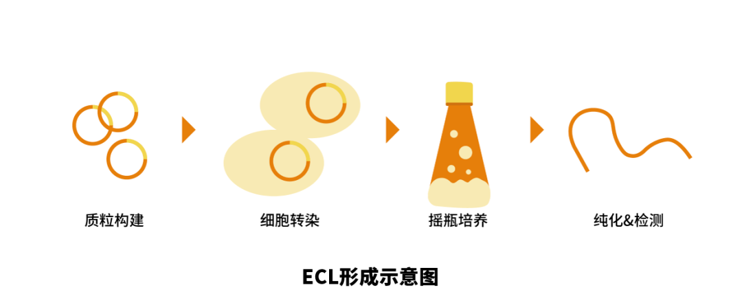 跨膜蛋白服务(配图 2)