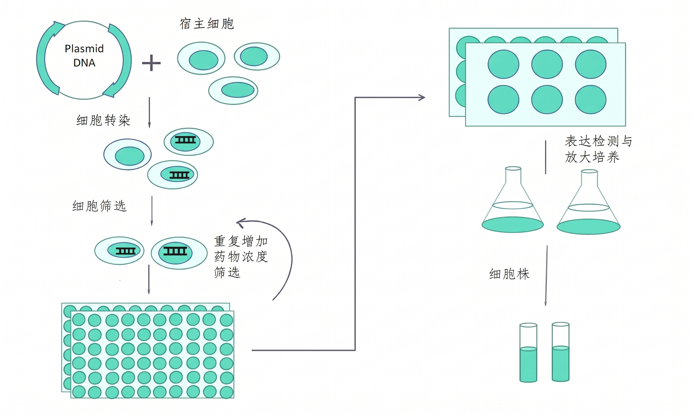 稳定细胞系构建服务