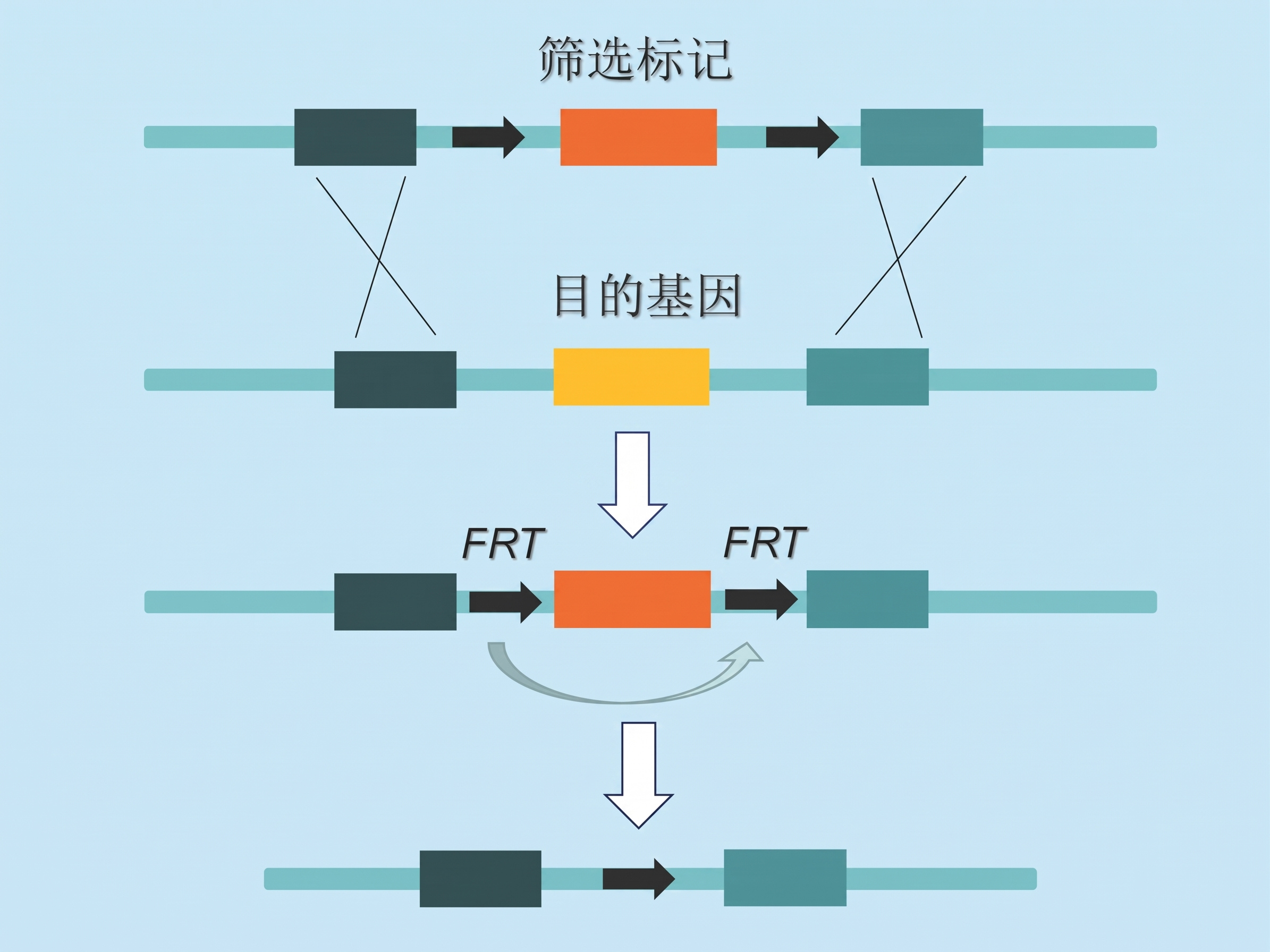 图2 传统λRed同源重组法