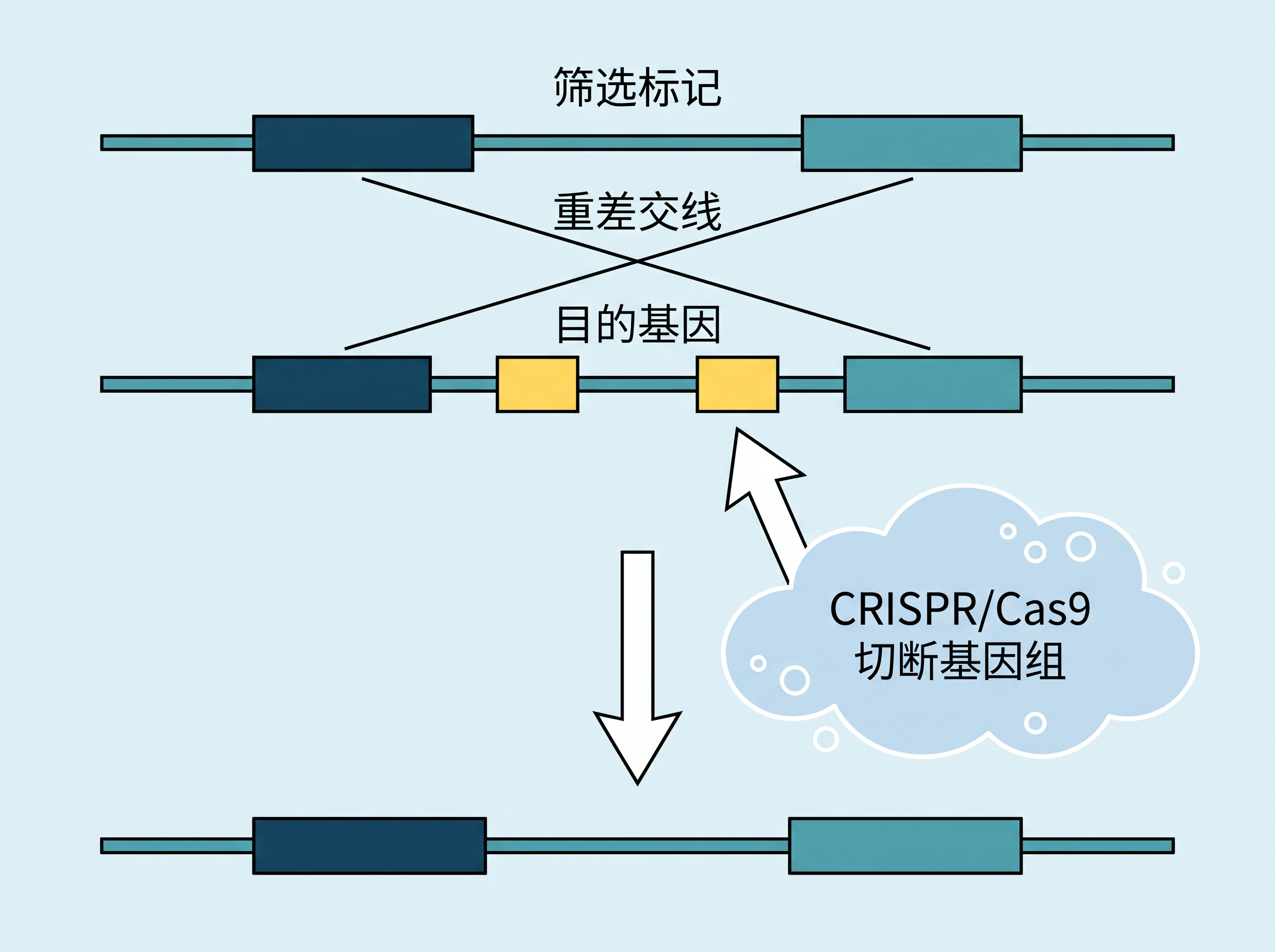 图3 CRISPR/Cas9基因编辑技术