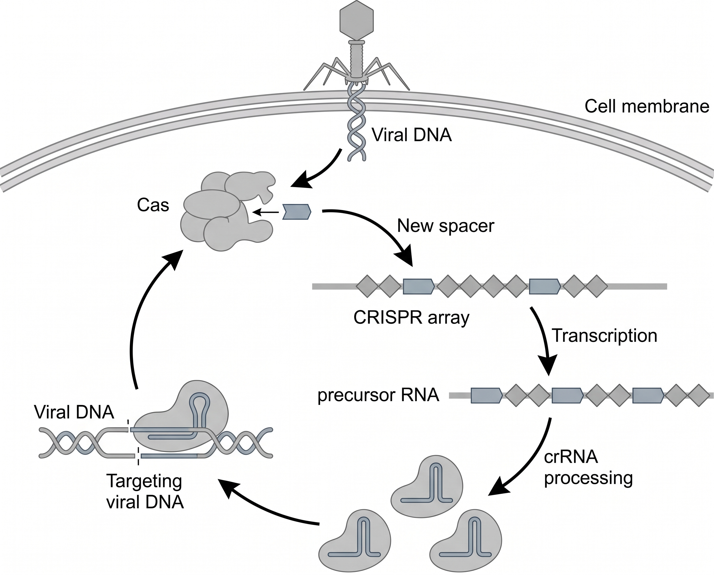图1 CRISPR-Cas系统