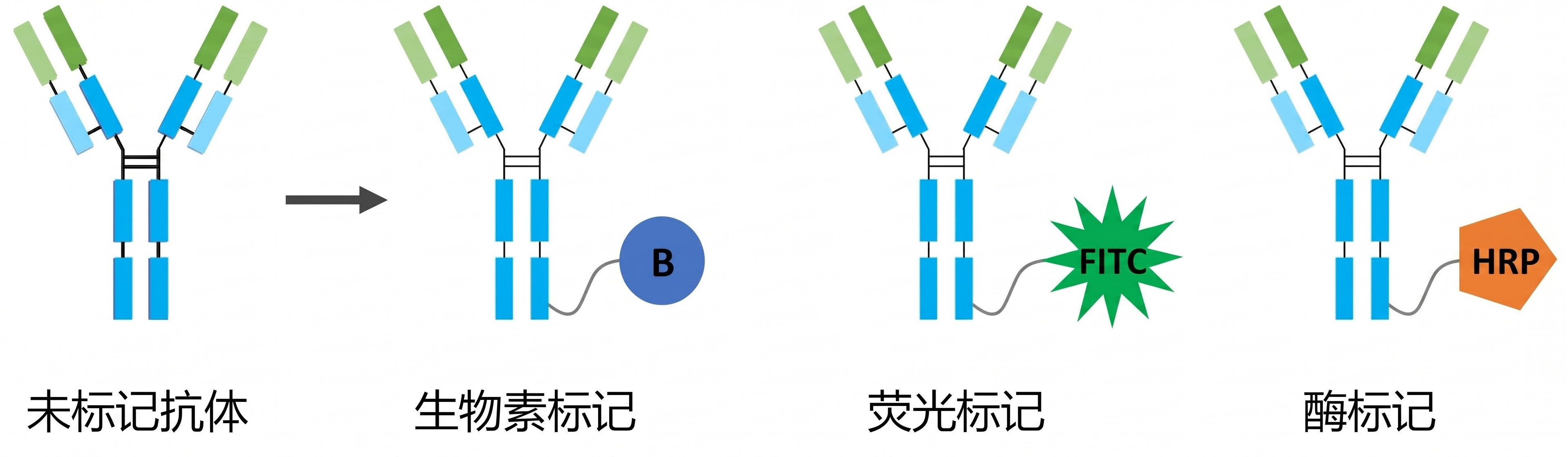 重组蛋白标记服务